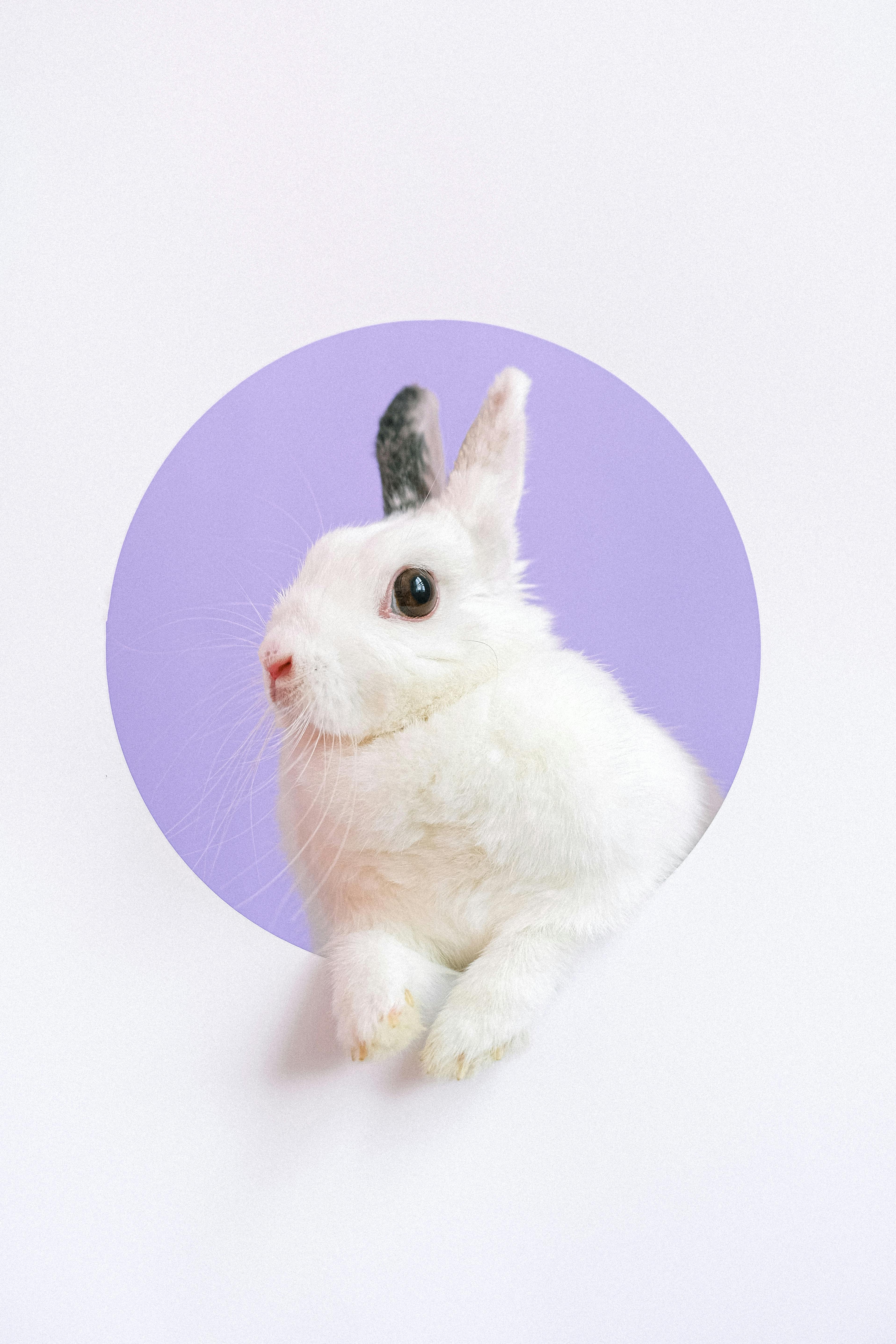 ¿Cuál es la diferencia entre maquillaje vegano y cruelty-free?
